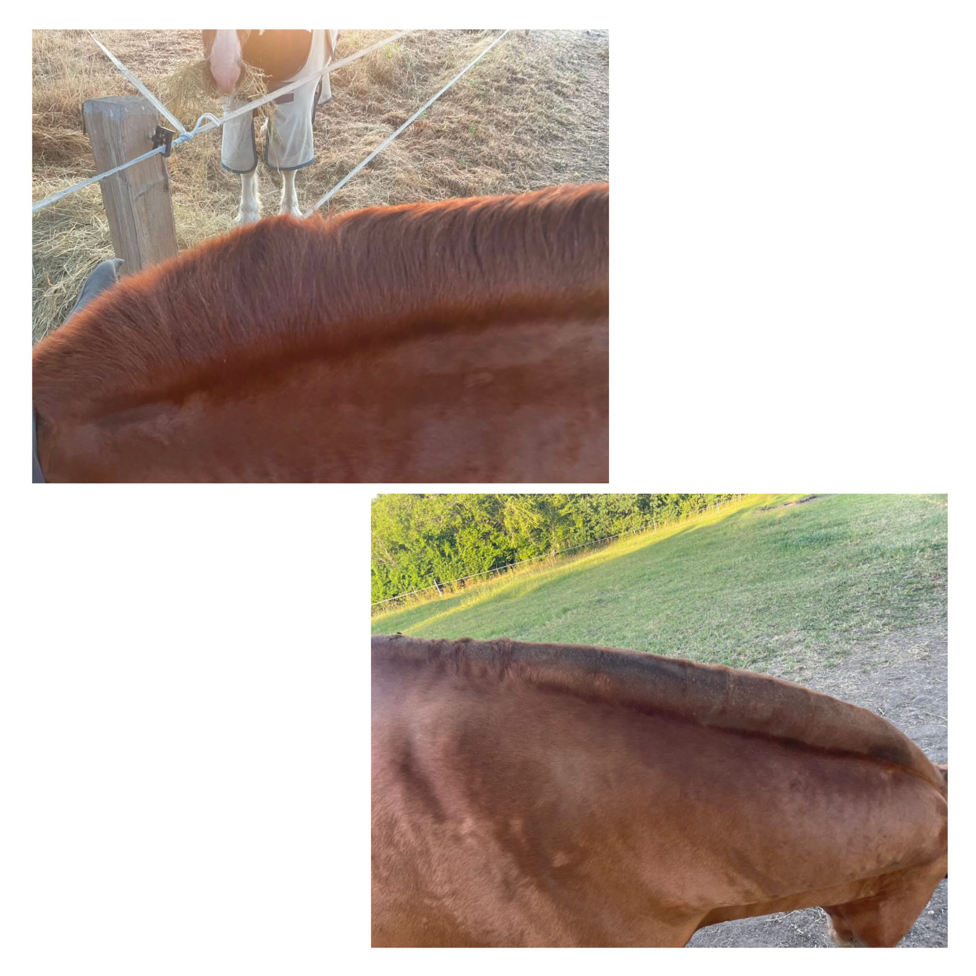 Avant / après sur repousse du crin d'un cheval traité avec la crème Hékan