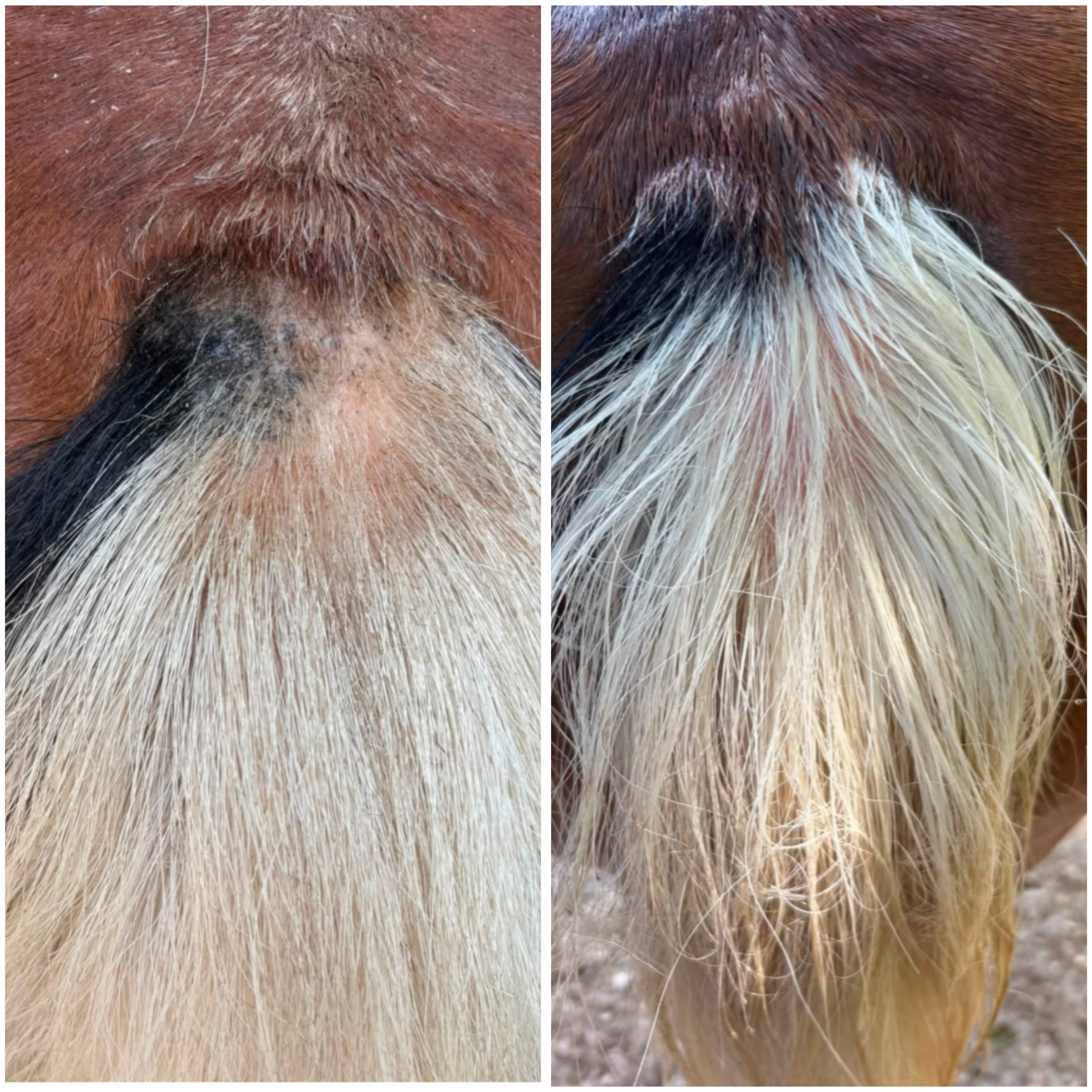 Avant / après sur grattage à la queue d'un cheval traité avec la crème Hékan