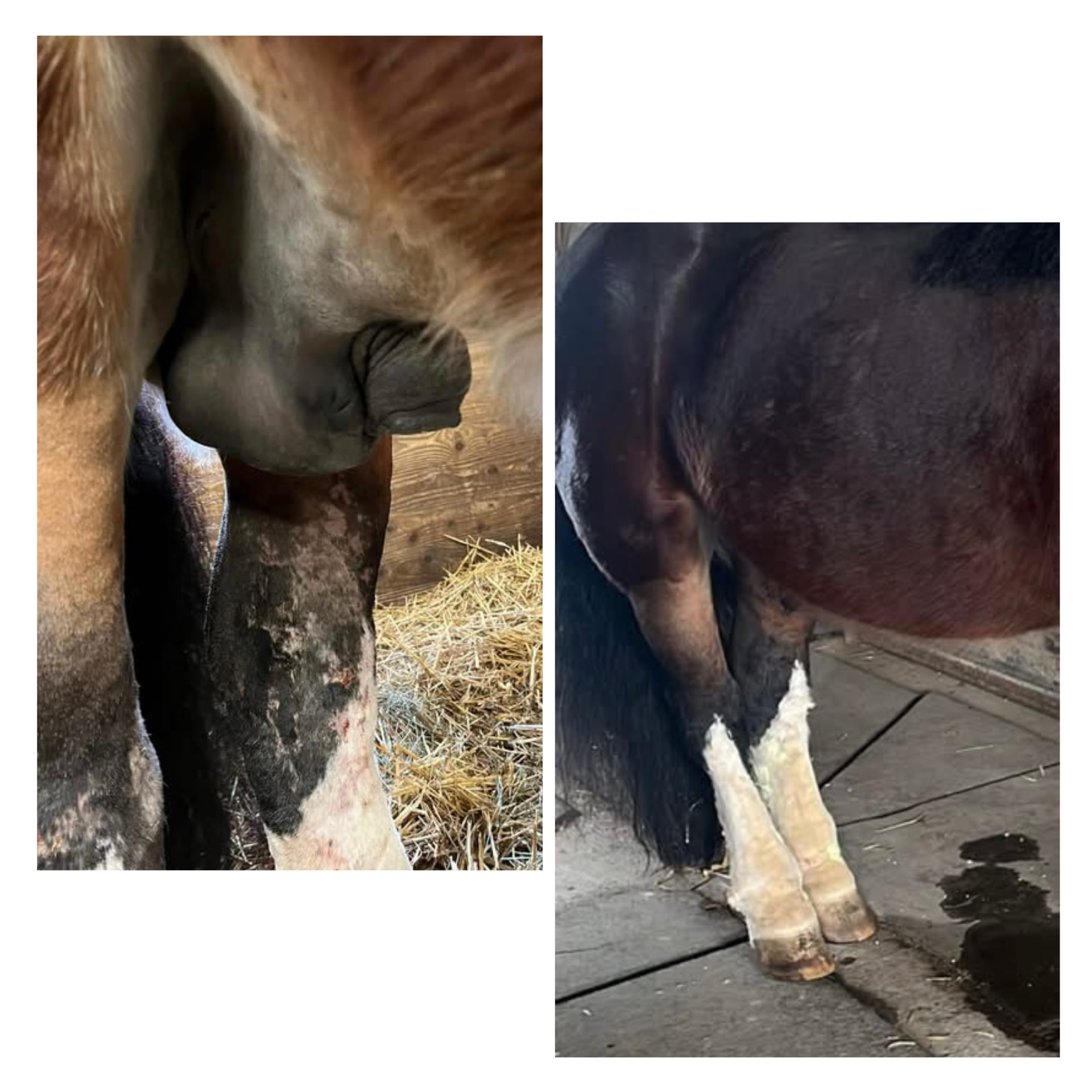 Avant / après sur postérieurs — gale de boue d'un cheval traité avec la crème Hékan