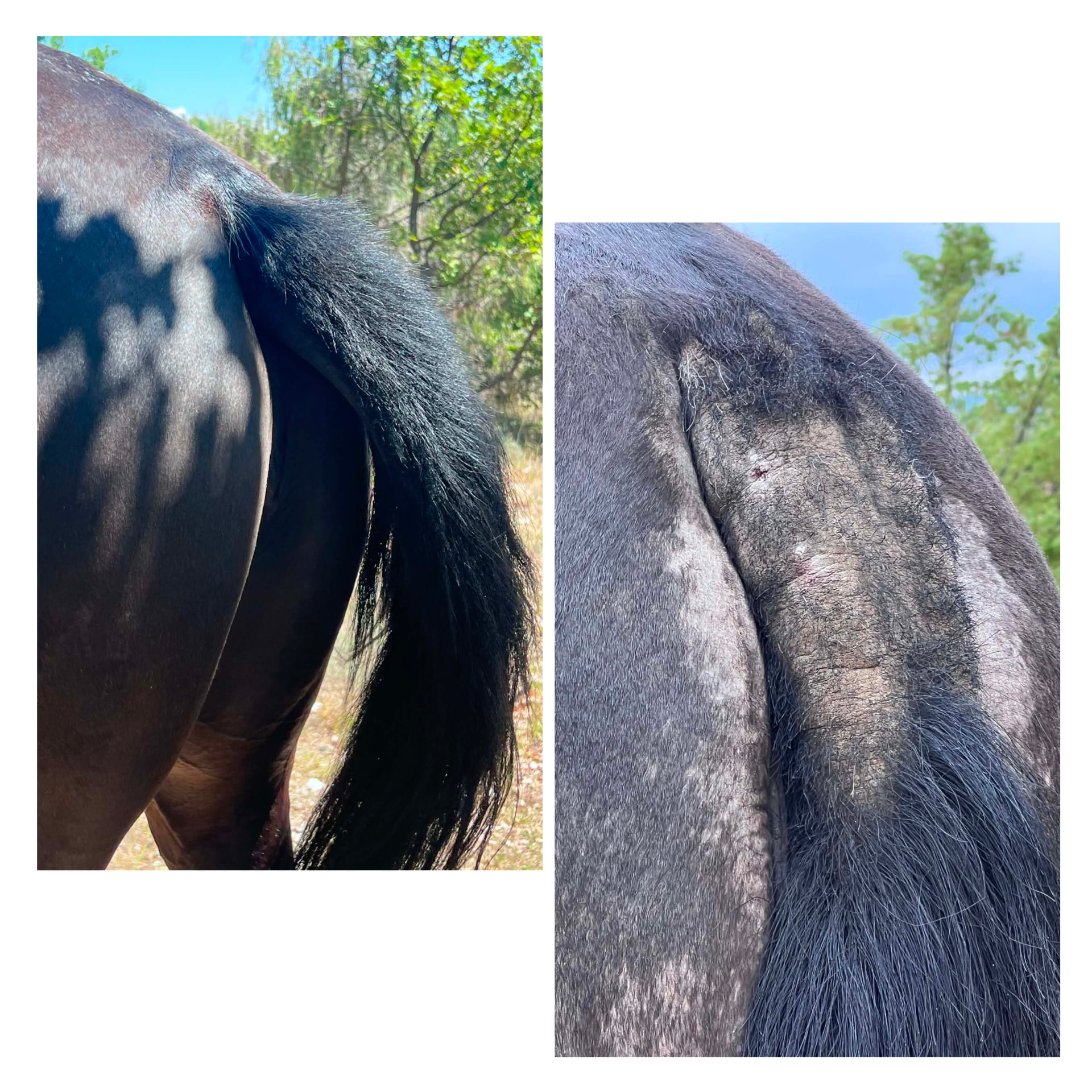 Avant / après sur base de la queue d'un cheval traité avec la crème Hékan