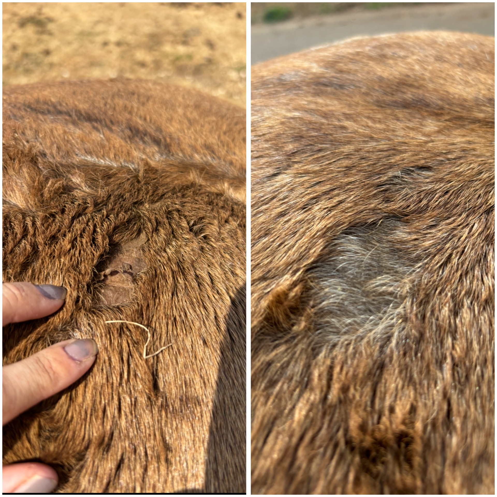Avant / après sur fesses - plaies d'un cheval traité avec la crème Hékan