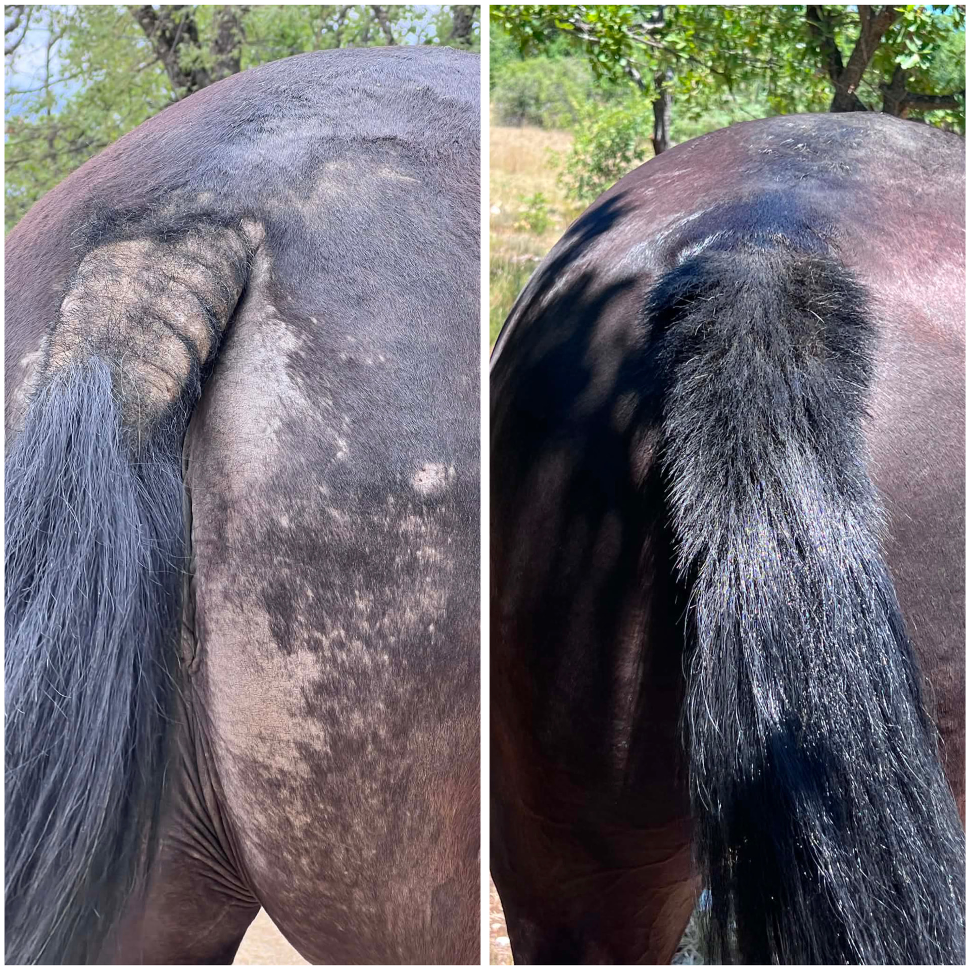 Avant / après sur base de la queue d'un cheval traité avec la crème Hékan