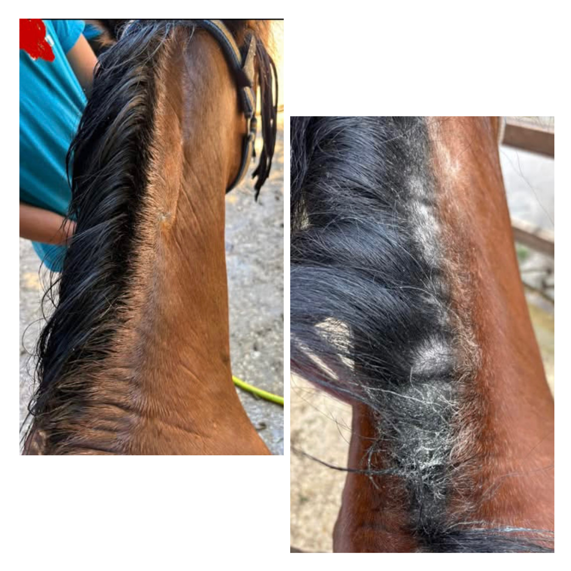 Avant / après sur crinière & encolure d'un cheval traité avec la crème Hékan